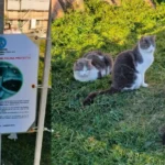 Il Sindaco di Chioggia fa il punto della situazione sulle colonie feline