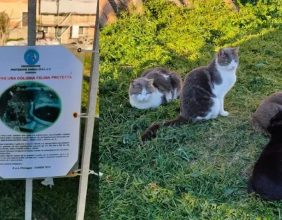 Il Sindaco di Chioggia fa il punto della situazione sulle colonie feline