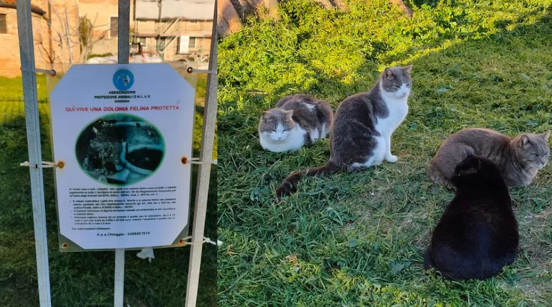 Il Sindaco di Chioggia fa il punto della situazione sulle colonie feline